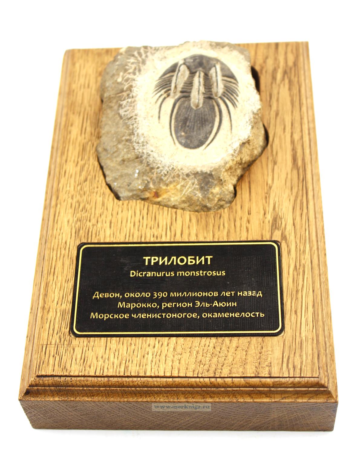 Трилобит в окаменелости на деревянной подставке