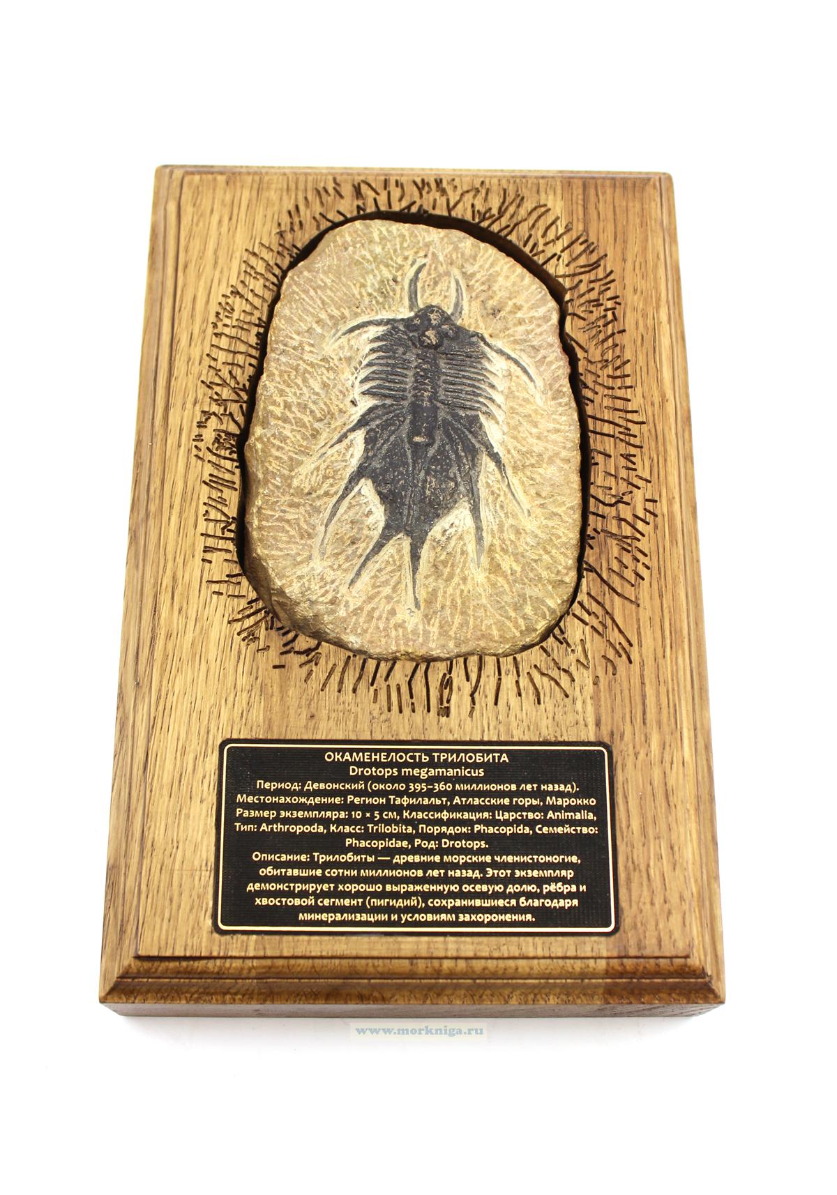 Окаменелость трилобита Drotops megamanicus на деревянной подставке