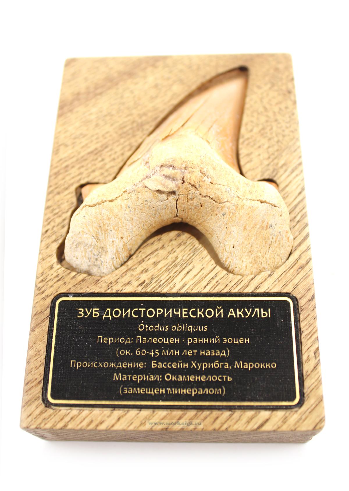 Зуб доисторической акулы Otodus obliquus на деревянной подставке