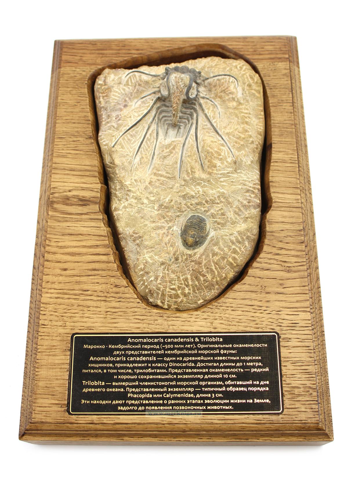 Окаменелость Anomalocaris canadensis и трилобита на деревянной подставке