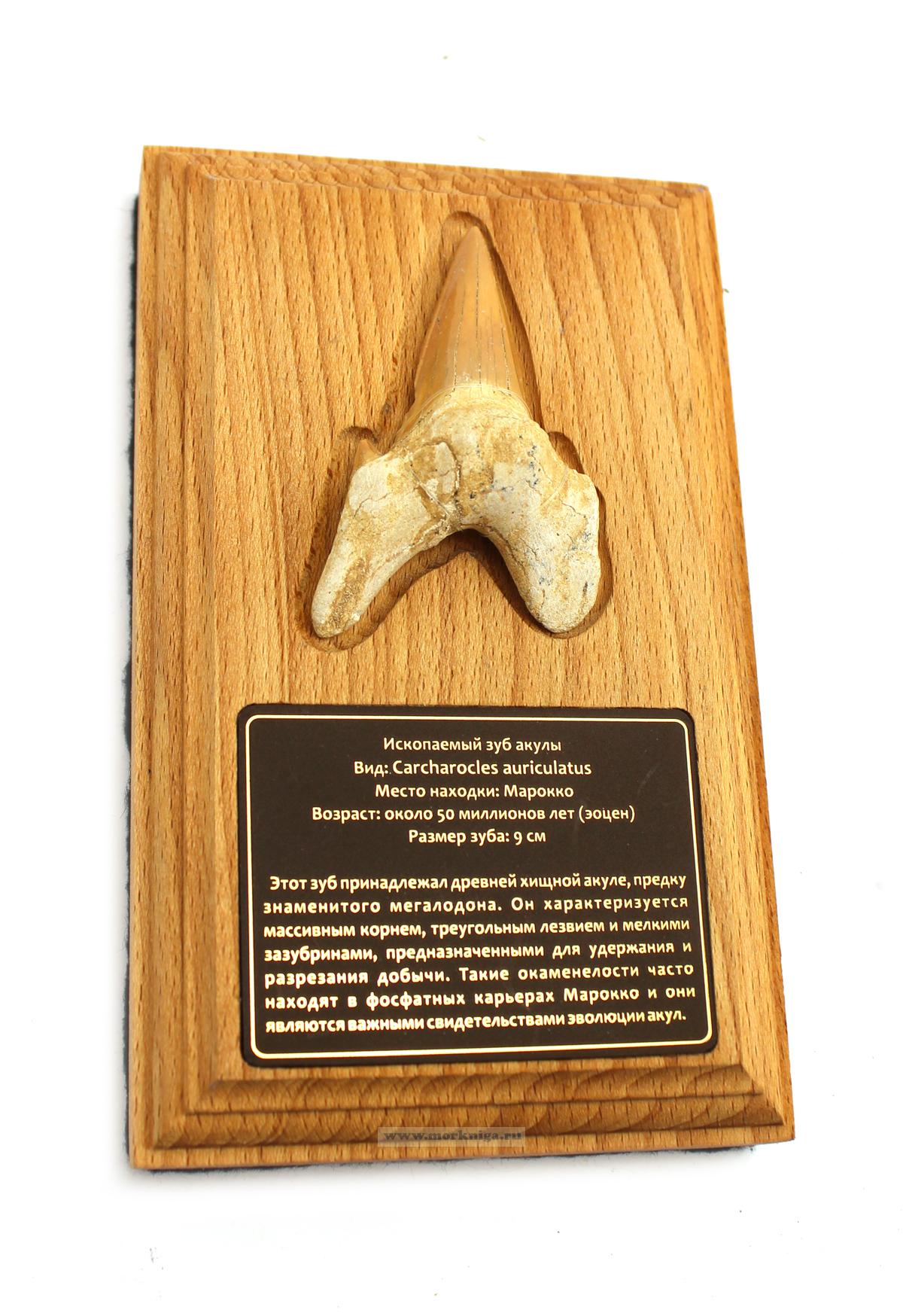 Ископаемый зуб древней акулы Carcharocles auriculatus